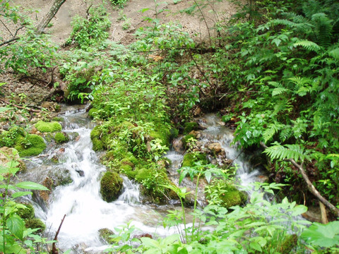 訳あり平飼い卵30個(たまごトレー)