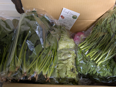 【農家の食卓からお裾分け】食卓に彩りを✨冬の映え！サラダ野菜４種🥗＋万能葉物２種詰合せ📦