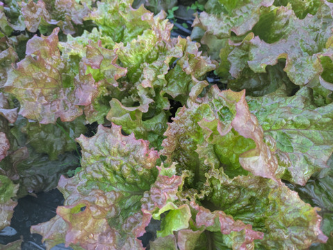 ❄️☃️冬の野菜セット☃️❄️