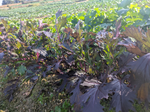 ❄️☃️冬の野菜セット☃️❄️