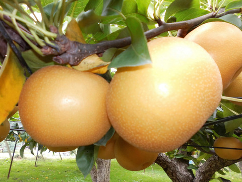 まるせい果樹園の梨　あきづき　2kg箱　(4～12玉入り)　nＡ2