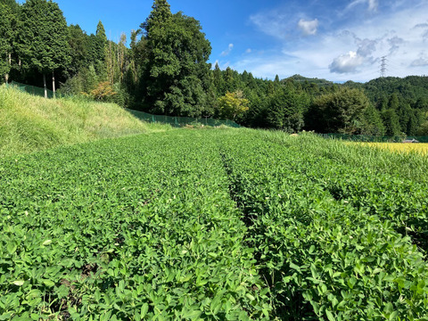 乾燥生落花生1kg【ジャンボピーナッツ・極大粒・殻付き】【農薬・化学肥料不使用】【天日乾燥】【令和6年・岐阜県産】