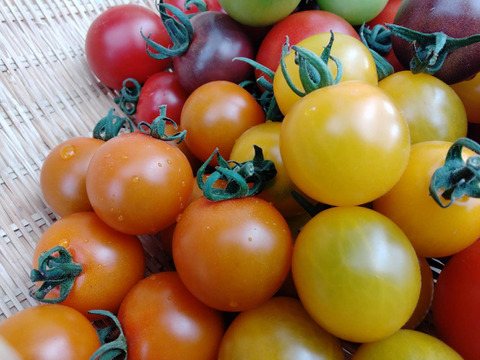 βカロテン豊富！オレンジパルチェ1kg