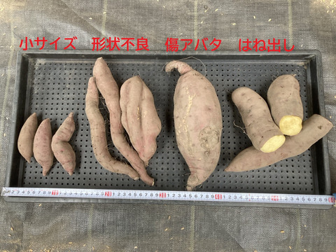 【訳アリ】【自然栽培】　さつまいも（紅あずま）５kg　　農薬不使用・無肥料栽培　【岐阜県産】【収穫時期2025年10月上旬】 740円／1kg