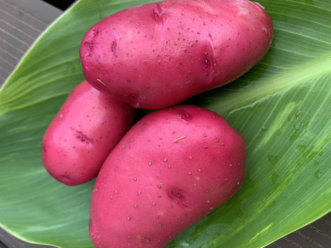 高野山麓精進野菜　カラフル！じゃがいも詰め合わせ4キロ＆ローズマリー少量