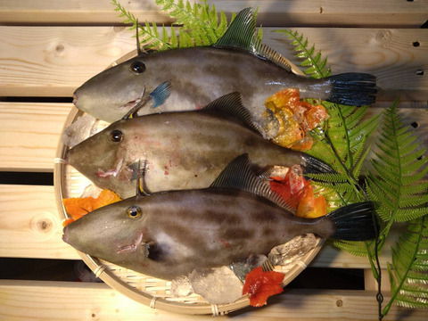 【未来丸厳選】天然ウマヅラハギ 大型3匹セット【１匹あたり400ｇ以上のもの】