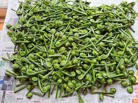 天然 山形県産 青こごみ　春の香りを召し上がれ！　500g(250g×2)