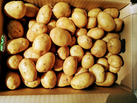 新じゃがいも 沖永良部島産　25キロ（3箱合わせ）