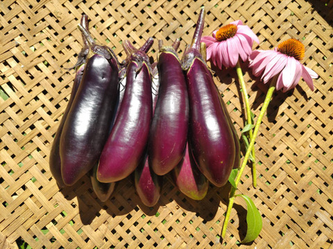 たった四粒から復活したナス　佐土原ナス　１ｋｇ