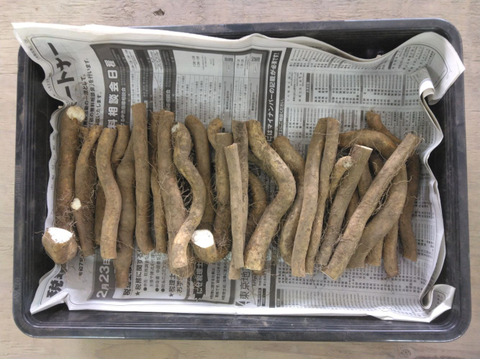 1kg⭐️訳あり⭐️自然薯⭐️《超特価！》：山梨県産のその他根菜