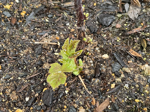 当ファームで栽培しているラズベリーです【ラズベリー鉢植え】【観賞用】