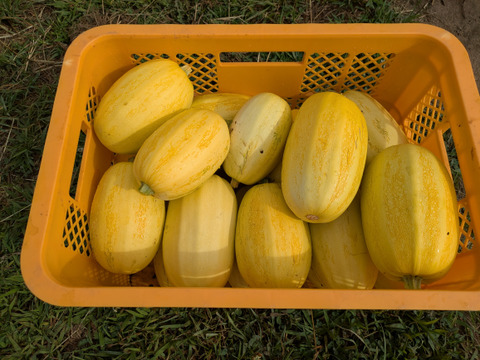 季節を感じる！旬の野菜セット7〜8品【冬ギフト】