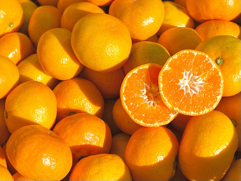 【訳ありだけど美味しさそのまま】 温州みかん 3.5kg 愛媛県川上産