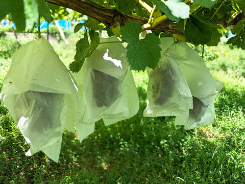 果実の女王、ルビーの輝き【プレミアムギフト】クイーンルージュ®約500g×2房　合計約1kg　※長野県認証/農薬節減栽培（信州の環境にやさしい農産物認証）【冬ギフト】