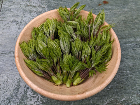 【予約開始】秋田県産天然コシアブラ150グラム