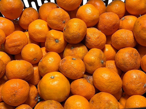 【搾汁用】訳あり温州みかん５ｋｇ 農薬不使用 自然栽培 愛媛県産