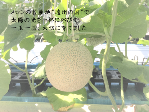 ”あま～い”メロン６玉 　徳用箱 / 静岡県産 / 1玉  1.3kg以上 / 農家直送