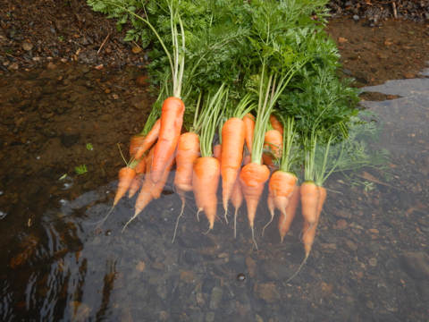 自然栽培の野菜と加工品のセット