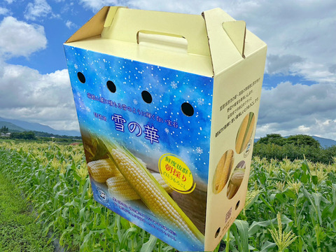 抜群の甘さ✨【10本セット　朝採り即日発送】白いとうもろこし