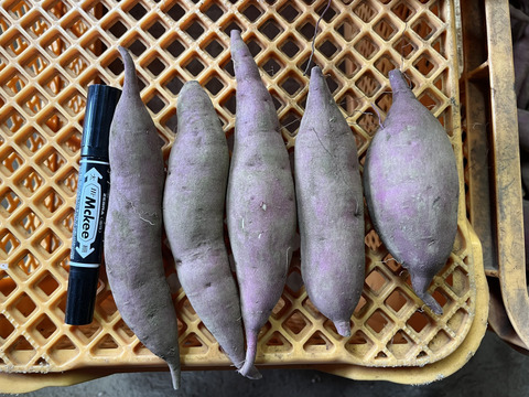 しっとり甘い！｢あまはづき｣ 箱込み約1.8kg(土付き) ミニサイズ