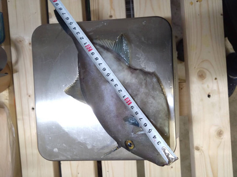 【刺身用】天然ウマヅラハギ 300g以上×5匹｜日本海・深浦直送｜未来丸厳選