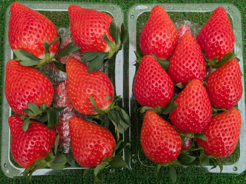 食べくらべ！採れたて完熟「とちおとめ 260g✕2パック」・「やよいひめ 260g✕2パック」