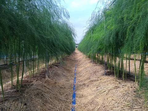 【朝採】 アスパラガス 規格外品 ２kg 【収穫当日発送】