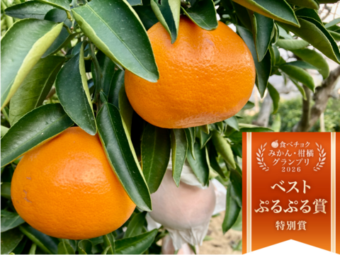 「せとか」ご家庭用　あまーいSサイズ　2kg（箱込み）