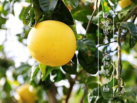 お得セット 世界最大の柑橘】完熟晩白柚Lサイズお試し1玉（約1.5kg 果物