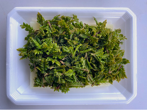順次発送中】当日採取でお届け 天然物 山椒の木の芽 若芽 20g 山菜