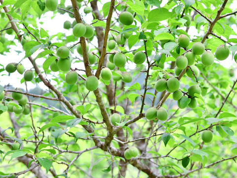 【手摘み】南高青梅５ｋｇ 大小混合サイズ 農薬不使用 自然栽培 四万十産