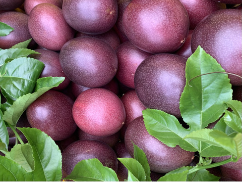 🌺販売中🌺\\はじめましてセット//
【有機JAS認証】オーガニック芳醇パッションフルーツ/『秀品1キロ¥3800→¥3300』/贈り物にもおすすめ◎/芳醇な香り/濃厚な味わい！