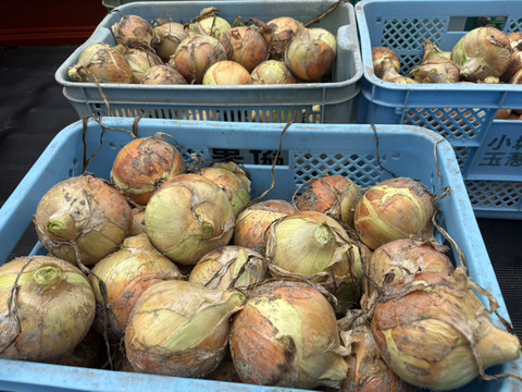 佐賀県産新玉ねぎ大玉10ｋｇ