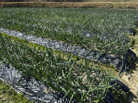 有機肥料栽培 兵庫県淡路産　M-Lサイズ 中玉 大玉サイズおまかせ　新玉ねぎ 9.5kg　品種：七宝　炒めると甘味が増す人気の品種です　ひょうご安心ブランド認定