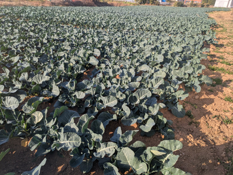 ❄☃️７品冬の野菜セット☃️❄