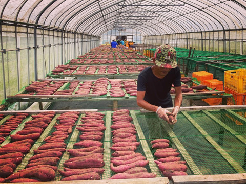 【訳あり・期間限定・お買い得】紅はるか　干し芋　平干し　B級品（100g×5袋）