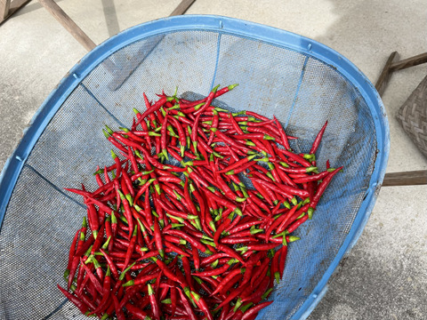 ぴりっと辛い◎山のトウガラシ10g×4袋◎農薬・化学肥料不使用