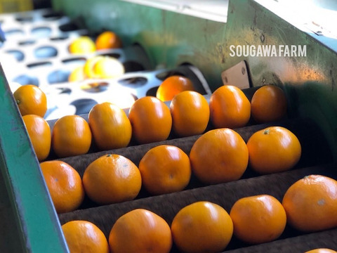 特別ご奉仕品　甘熟「宮川早生みかん」サイズ混合5Kg