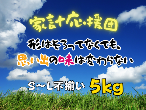 食費削減ネギ!規格外S~2L(5kg)