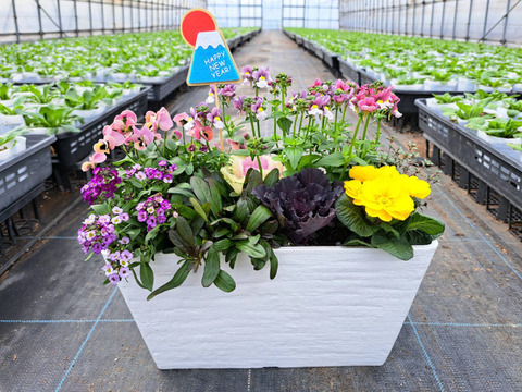 お正月を飾る！プランター型寄植え　季節の植物7種類　鉢サイズ幅302㎜奥行163㎜高さ160㎜　白色