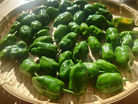 自然栽培！激辛スパイス『 ハバネロ』(固定種 )無肥料 農薬不使用 100g 国内0.1%希少ハバネロ メール便 農園から直送 冷凍保存可能です。ハバネロオイルおすすめです。