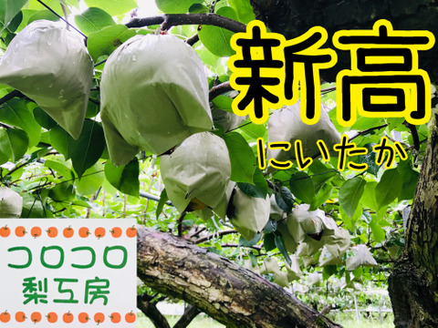 糖度ピークです‼️【大きさにも美味しさにもびっくり‼️】PREMIUM新高(5~6個)約3.5kg✨️コロコロ梨工房の自信作✨️樹上完熟、甘くてとってもフルーティー ✨️鮮度を保つ為クール便で発送🚚