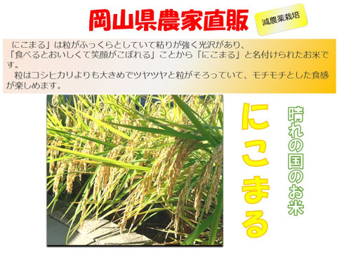 無洗米 真空パックで長持ち！にこまる『岡山県産』１合×12個