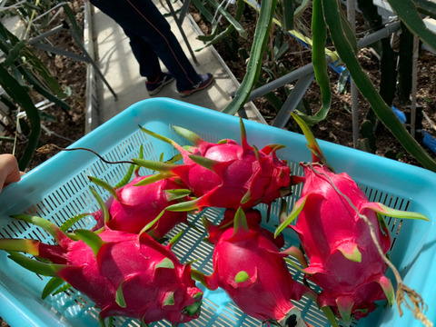 白果肉【群馬県産？！】完全完熟ドラゴンフルーツ 2キロ