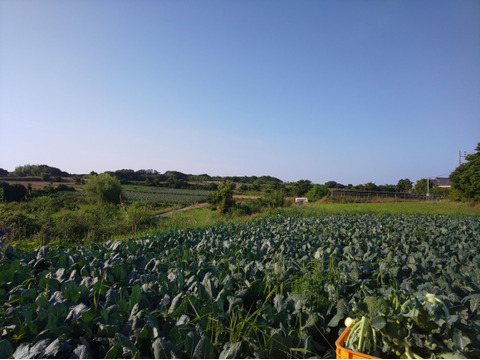 ３キロ入り小さいブロッコリー