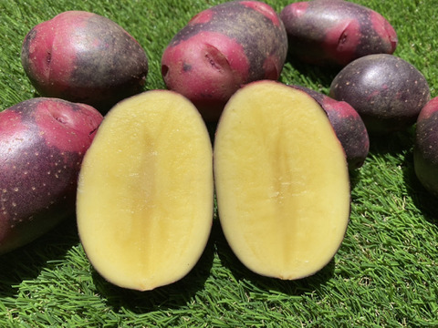 【割引中】見た目も味も刺激的☆掘りたてデストロイヤー　箱込み2ｋｇ