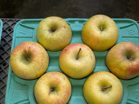【今シーズンラスト】ビックサイズ🍏大好評🍏スーパーでは出会えないかも?!今年最後!!
大人気樹上完熟サン金星☆　肌はガサガサですが・・約3㌔ 6玉か7玉 ☆玉数おまかせ☆