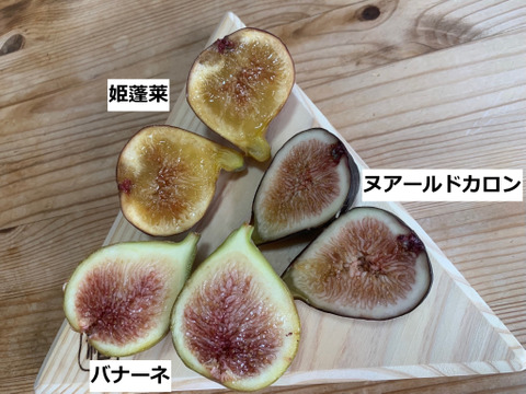 イチジク3種食べ比べ 糖度18%以上 ねっとり甘い 樹上完熟 朝採れイチジク800g(バナーネ・姫蓬莱・ヌアールドカロン) 栽培時農薬不使用