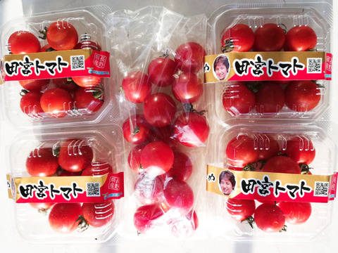【お試し市2】コクトマ! こくがあって味濃いめ 八ヶ岳産ミニトマト 4パック + 1袋 初めての方や一人暮らしの方におすすめ! コスパ良い