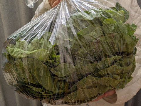 🐰🐐コンパニオンアニマル用